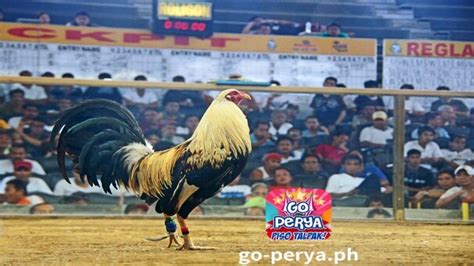 sabong ph|ph sabong go perya.